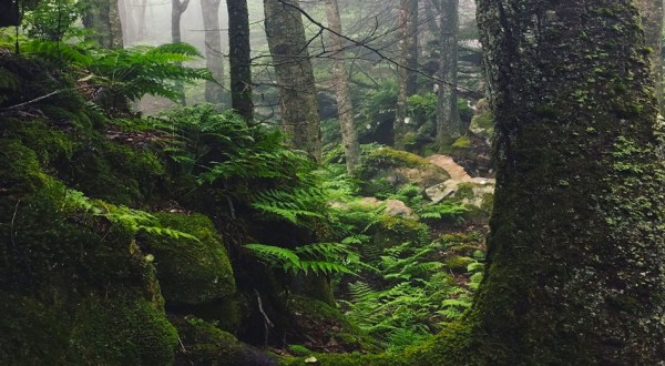 Most People Don’t Know West Virginia Has A Medieval Forest And It’s Positively Magical