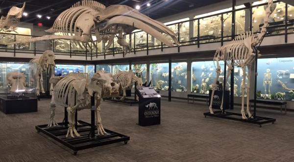 There’s A Museum Filled With Skeletons In Oklahoma And It’s Nothing Short Of Amazing