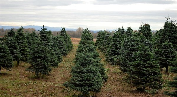 3 Magical Cut-Your-Own Christmas Tree Spots Around Portland