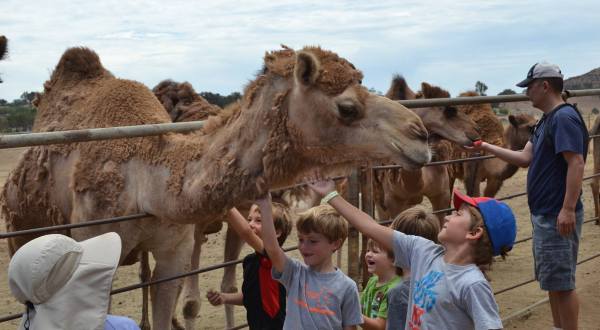 There Is A Camel Dairy Farm Hiding In This Remote Area Of Southern California And You’ll Want To Visit