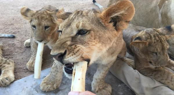 There’s A Wildlife Park In Nevada That’s Perfect For A Family Day Trip