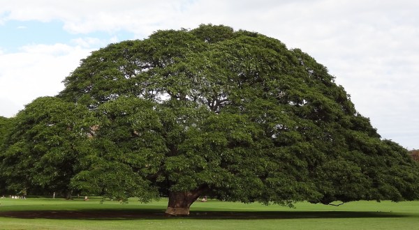 The One Tree In Hawaii That’s Worth Nearly Half A Million Dollars