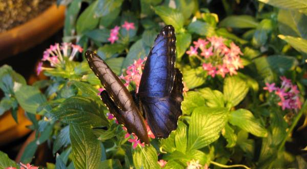 You’ll Want To Plan A Day Trip To Milwaukee’s Magical Butterfly House