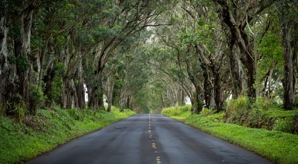 6 Positively Magical Tree Tunnels In Hawaii That Will Take Your Breath Away