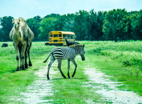 There’s A Wildlife Park In Louisiana That’s Perfect For A Family Day Trip