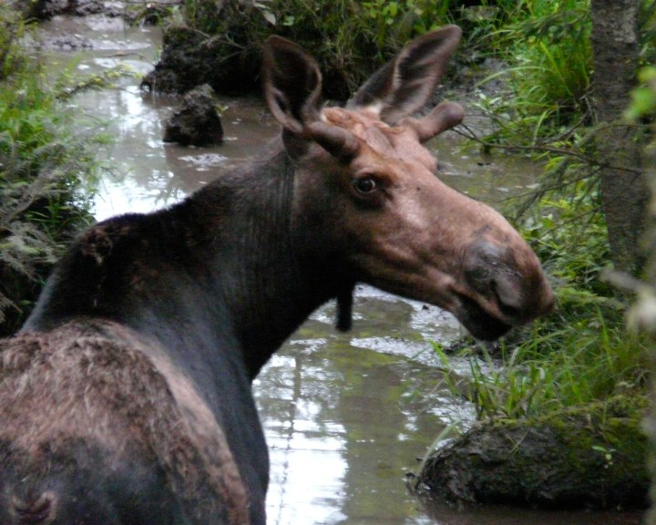 moose tours near lincoln nh