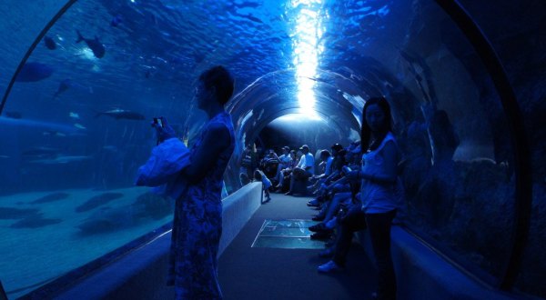 The Incredible Underwater Tunnel In Hawaii Where You Can Experience Incredible Sea Life