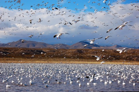 The One Time A Year This Wildlife Refuge In New Mexico Gets Taken Over By Unique Birds