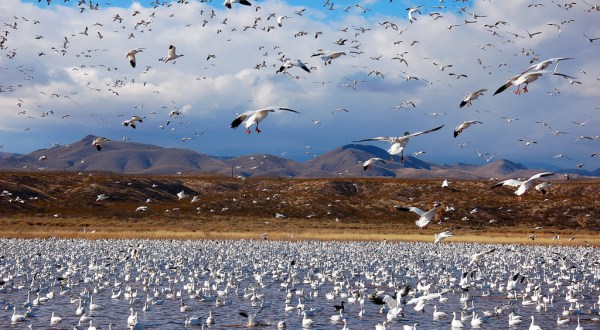The One Time A Year This Wildlife Refuge In New Mexico Gets Taken Over By Unique Birds