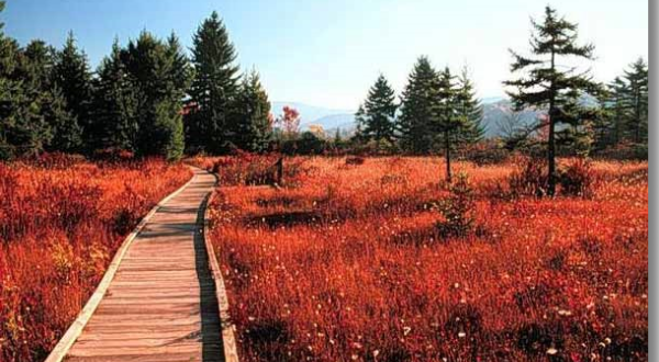 A Walk Through West Virginia’s Cranberry Glades Is Like Walking On Another Planet