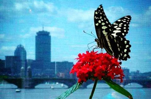 You’ll Want To Plan A Day Trip To Boston’s Magical Butterfly House