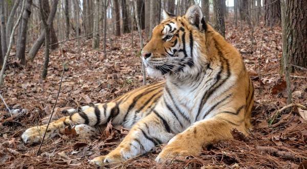 There’s A Wildlife Park In Alabama That’s Perfect For A Family Day Trip