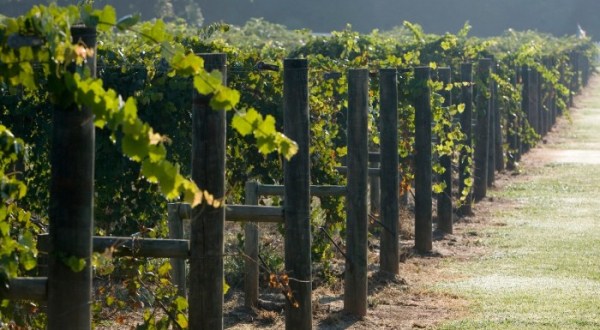 These 8 Enchanting Destinations In Alabama Are Perfect For Wine Lovers