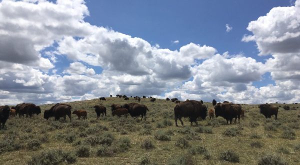 This Wyoming Ranch Is Home To the Largest Privately-Owned Bison Herd and You Gotta See It