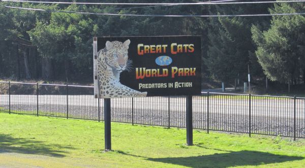The One-Of-A-Kind Park In Oregon Where You Can See Wild Cats Up Close