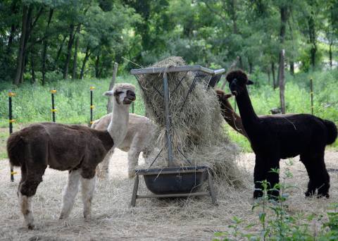 The Amazing Bed And Breakfast In New Jersey Where You Can Hang Out With Alpacas