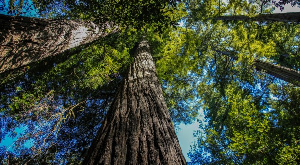 This Majestic Redwood Trail In Oregon Will Enchant You In The Best Possible Way
