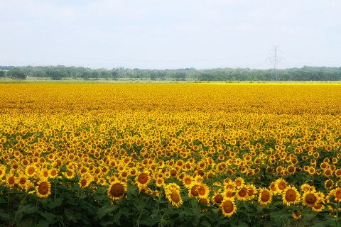 There's A Magical Sunflower Field Tucked Away In Beautiful Texas