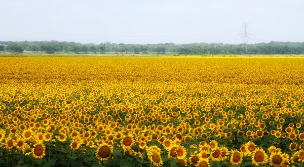 There’s A Magical Sunflower Field Tucked Away In Beautiful Texas