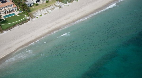 Thousands Of Sharks Are Swimming Just Offshore Of Florida And The Footage Is Astounding