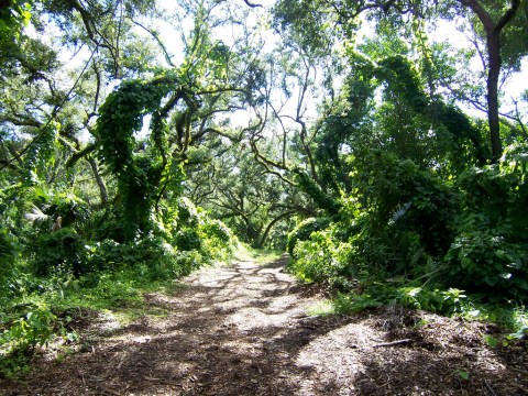 10 Amazing Florida Hikes Under 3 Miles You'll Absolutely Love
