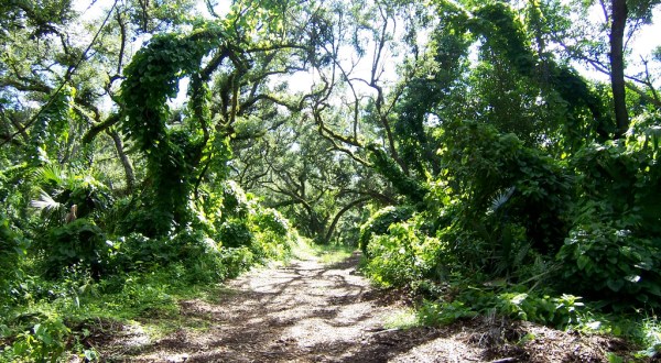 10 Amazing Florida Hikes Under 3 Miles You’ll Absolutely Love