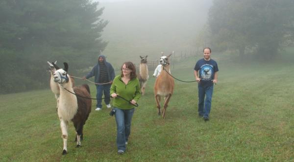 Virginia’s Scenic Bed & Breakfast Where Guests Can Go Llama Trekking
