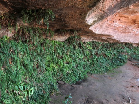 This Easy Hiking Trail Will Take You To A Hidden Hanging Garden In Arizona