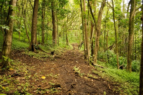 This Quaint Little Trail Is The Shortest And Sweetest Hike In Hawaii