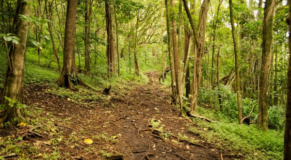 This Quaint Little Trail Is The Shortest And Sweetest Hike In Hawaii