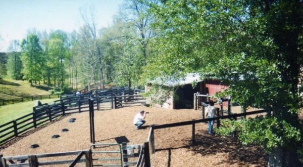 The Adorable Goat Farm In Georgia That’s Perfect For An Afternoon With The Family