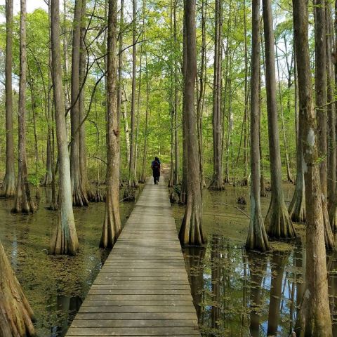 The One Hike In Louisiana That Makes You Feel Like You've Landed In A Jungle