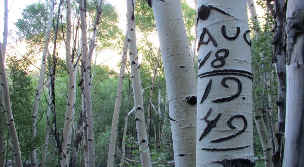 This Secret Forest In Nevada Is Full Of Mysterious And Beautiful Markings