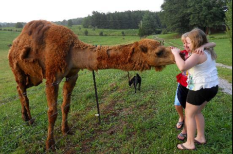 The Amazing Bed And Breakfast In Tennessee Where You Can Hang Out With Camels