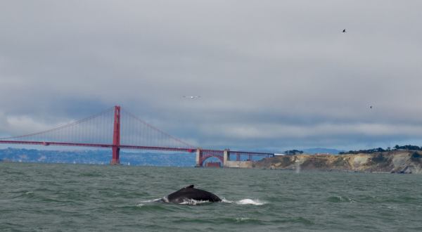 You Can Watch Whales From This One Enchanting Spot In San Francisco Without Ever Leaving The City