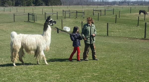 The Amazing Bed And Breakfast In Michigan Where You Can Hang Out With Llamas