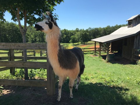 The Amazing Winery In North Carolina Where You Can Hang Out With Llamas