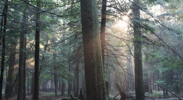 The Ancient Forest Near Pittsburgh That’s Right Out Of A Storybook