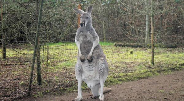 There’s A Kangaroo Farm In Washington, And You’re Going To Love It