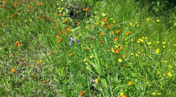 This Easy Wildflower Hike In Minnesota Will Transport You Into A Sea Of Color