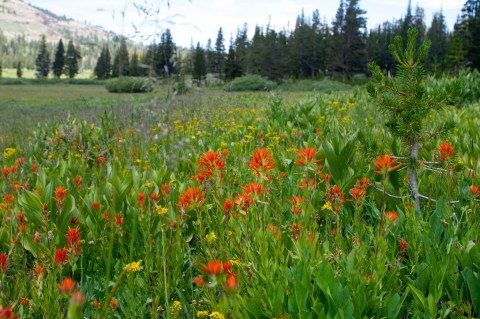 This Easy Wildflower Hike In Nevada Will Transport You Into A Sea Of Color