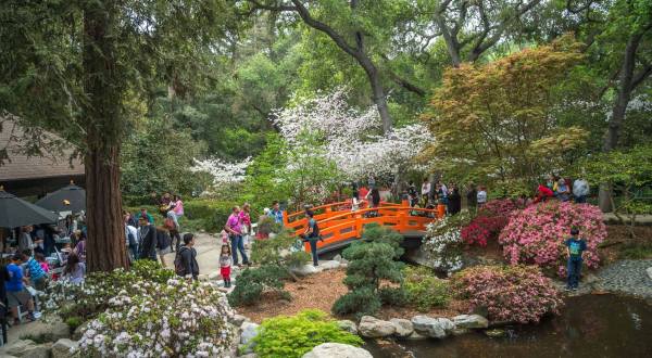 The One Magical Place In Southern California To See Cherry Blossoms This Spring