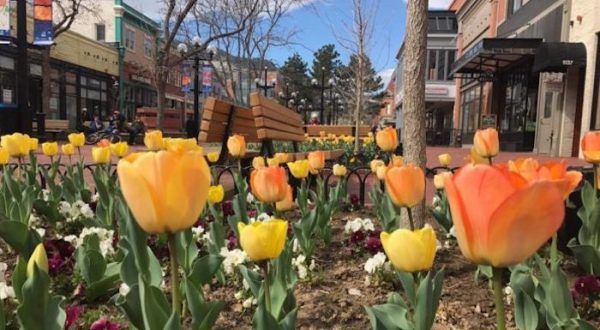 This Enchanting Tulip Festival In Colorado Is All You Need For Spring