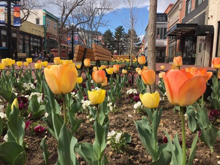 Tulip Festival in Colorado