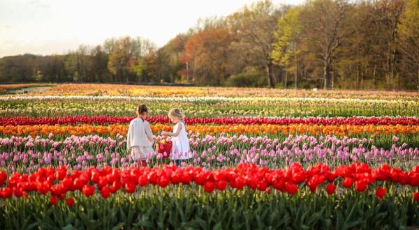 The Enchanting Tulip Farm In Rhode Island You Must Visit This Spring
