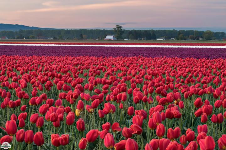 Most Beautiful Tulip Field in the U.S.