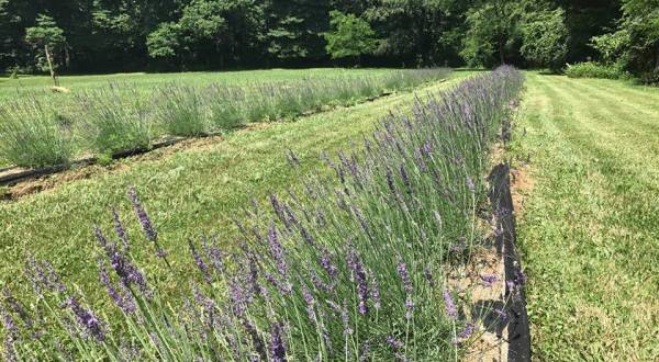 The Beautiful Lavender Farm Hiding In Plain Sight Near Cincinnati That You Need To Visit