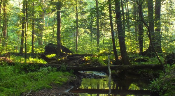 The Ancient Forest In Pennsylvania That’s Right Out Of A Storybook