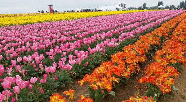 A Trip To Oregon’s Neverending Tulip Field Will Make Your Spring Complete