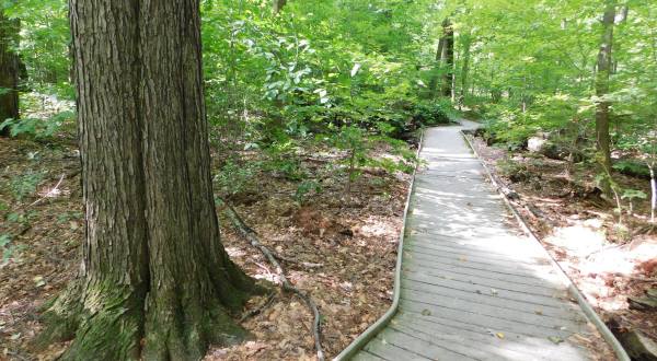 The Ancient Forest In Ohio That’s Right Out Of A Storybook